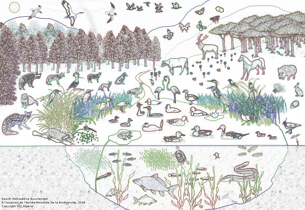 Reprsentation de la Biodiversit de la rgion d'Annaba et d'El-Tarf. Dessin Mahieddine Boumendel. Copyright GIZ 2010